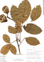Caryocar glabrum Pers., Ecuador, D. A. Neill 7081, F