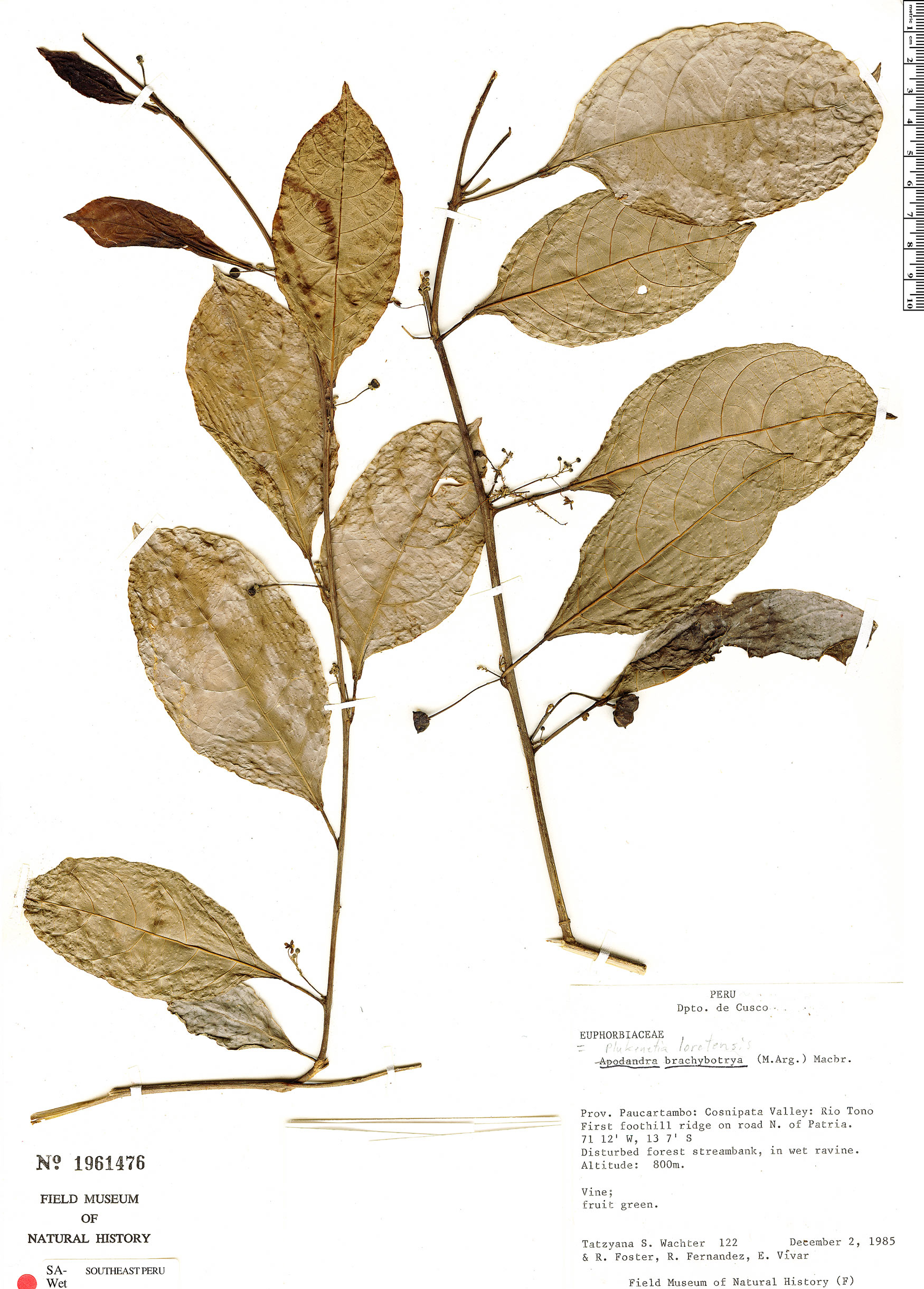 loretensis Rapid Reference The Field Museum