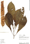 Aphelandra latibracteata Wassh., Peru, R. B. Foster 8805, F