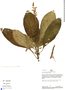 Aphelandra ochrolarynx Leonard, Peru, R. B. Foster 9210, F