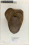 Cocos L., Coconut with husk, West Malaysia, C. E. Petford, F