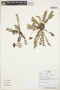 Hypseocharis pimpinellifolia Remy, BOLIVIA, A. Carretero M. 1175, F