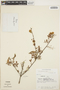 Mimosa weberbaueri Harms, PERU, A. C. Macurdy 501, F