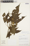 Croton santamartensis Riina & P. E. Berry, COLOMBIA, A. H. Gentry 55568A, F