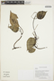 Peperomia Ruíz & Pav., GUYANA, K. J. Wurdack 5324, F