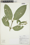Faramea multiflora A. Rich. ex DC., Ecuador, K. Romoleroux 2844, F