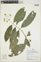 Faramea multiflora A. Rich. ex DC., Bolivia, L. Vargas 911, F