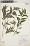 Faramea quinqueflora Poepp., Peru, R. B. Foster 4597, F