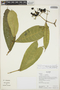 Faramea tamberlikiana Müll. Arg., Ecuador, K. Romoleroux 1898, F