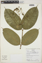 Faramea tamberlikiana Müll. Arg., Bolivia, L. Vargas 762, F
