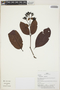 Ferdinandusa guainiae Spruce ex K. Schum., Peru, H. Beltrán S. 2370, F