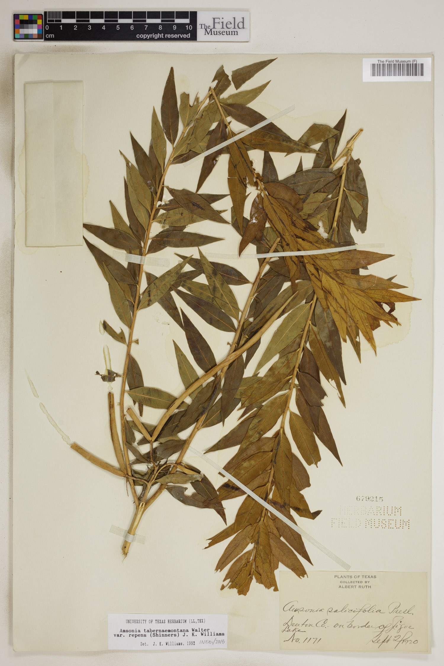 Amsonia tabernaemontana var. tabernaemontana image