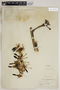 Agave sisalana Perrine, U.S.A., E. P. Killip 31736, F