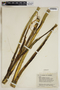 Agave sisalana Perrine, U.S.A., J. A. Steyermark 63279, F