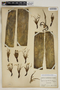 Agave sisalana Perrine, U.S.A., C. L. Pollard 56, F