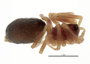 Walckenaeria helenae female habitus