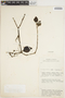 Peperomia Ruíz & Pav., KENYA, R. A. Maas Geesteranus 5787, F