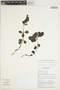 Peperomia blanda (Jacq.) Kunth, VIETNAM, N. M. Cuong 539, F