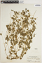 Peperomia pellucida (L.) Kunth, Indonesia, H. H. Bartlett 8745, F