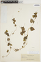 Peperomia pellucida (L.) Kunth, PHILIPPINES, A. D. E. Elmer 14474, F