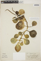 Peperomia obtusifolia (L.) A. Dietr., U.S.A., R. T. Clausen H26, F