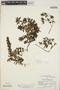 Peperomia huanucoana Trel., U.S.A., P. C. Hutchison 5011, F