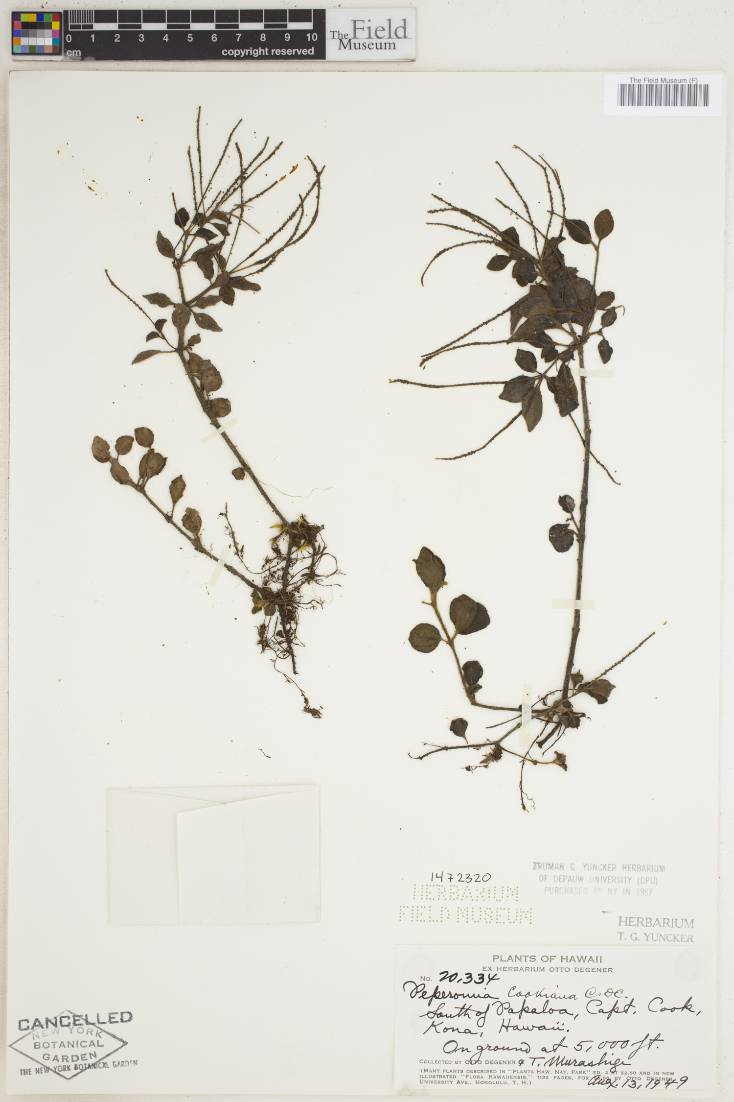 Peperomia cookiana image