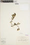Peperomia endlicheri Miq., NEW CALEDONIA, M. G. Baumann-Bodenheim 7051, F