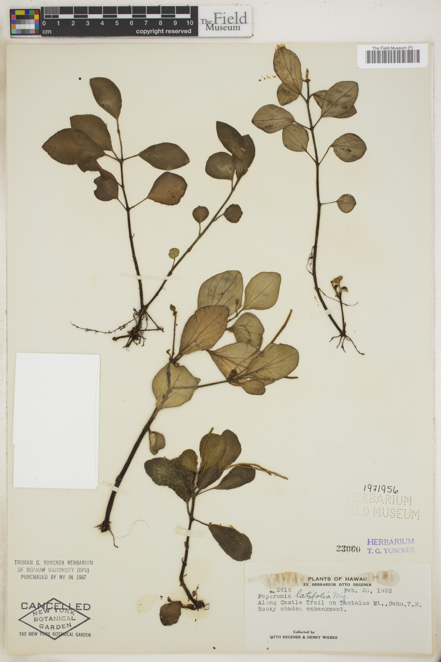 Peperomia latifolia image