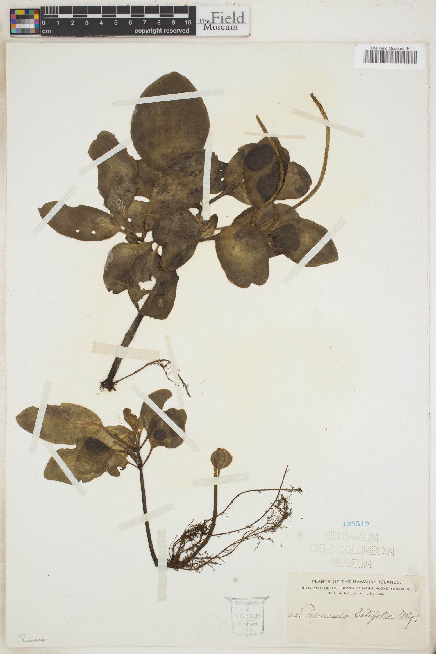 Peperomia latifolia image