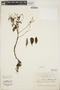 Peperomia leptostachya Hook. & Arn., NEW CALEDONIA, M. G. Baumann-Bodenheim 12239, F