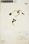 Peperomia leptostachya Hook. & Arn., NEW CALEDONIA, M. G. Baumann-Bodenheim 8482, F