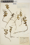 Peperomia leptostachya Hook. & Arn., U.S.A., F. R. Fosberg 9033, F