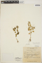 Peperomia pellucida (L.) Kunth, PALAU, F. R. Fosberg 25910, F