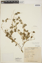 Peperomia pellucida (L.) Kunth, E. Y. Hosaka 2758, F