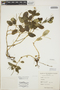 Peperomia ponapensis C. DC., Marshall Islands, D. Anderson 3745, F