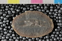 PE 46421 b-n