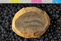PE 46427 b-p