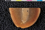 PE 47824 b-p