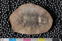 PE 11187 a-n