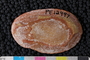 PE 12497 a-p