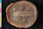 PE 12884 b-p