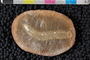 PE 13066 a-p