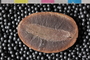 PE 20293 b-n