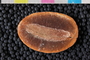 PE 20293 b-p