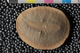 PE 21312 b-n
