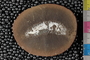 PE 23588 a-n