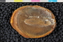PE 27740 a-p