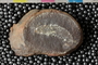 PE 27742 a-n