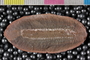 PE 31413 b-n